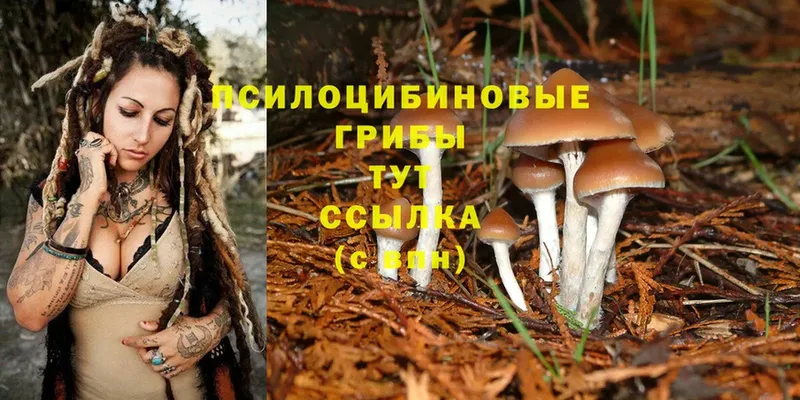 продажа наркотиков  МЕГА ONION  Псилоцибиновые грибы Magic Shrooms  Орск 